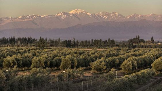 La superficie cultivada con olivos viene cediendo espacio a los barrios privados y el tamaño de la mayoría de las fincas es muy pequeño para ser rentable. Foto: La Voz