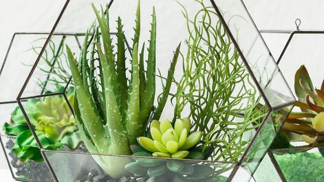 Los Andes | Un terrario es un recipiente en el que se tratan de reproducir, de manera artificial, las condiciones de un hábitat específico con el fin de crear un ambiente ideal para un reptil o un grupo de insectos. Foto: 123RF