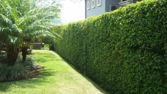 Tres plantas ideales para cercos verdes
