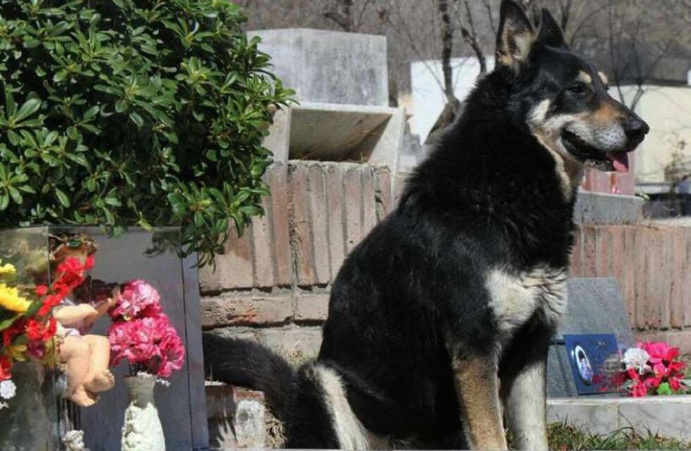 Capitán, un amigo fiel