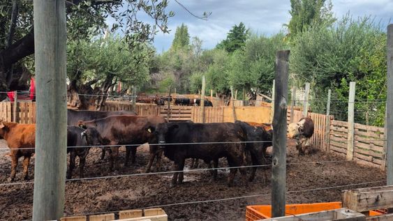 Secuestraron casi 4 toneladas de carne en mal estado de un comercio ilegal de Guaymallén.