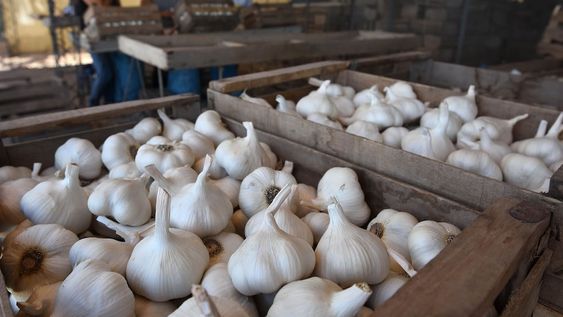 Los integrantes de la cadena productiva del ajo aguardan con incertidumbre que se aclare el panorama de cómo se comportará el mercado mundial este año