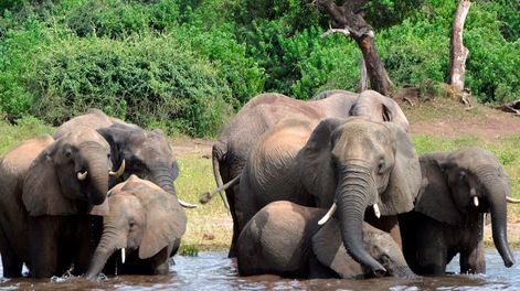 Una turista murió aplastada por un elefante durante un safari