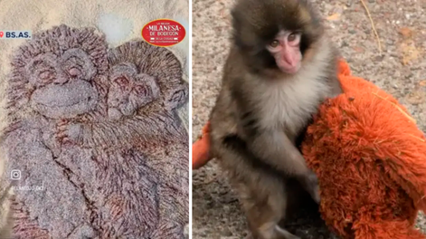 De fenómeno mundial a plato argentino: Punch ahora tiene su versión en milanesa.