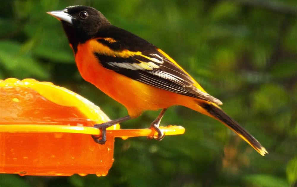 Este descubrimiento redefine el significado del color naranja en algunos pájaros.