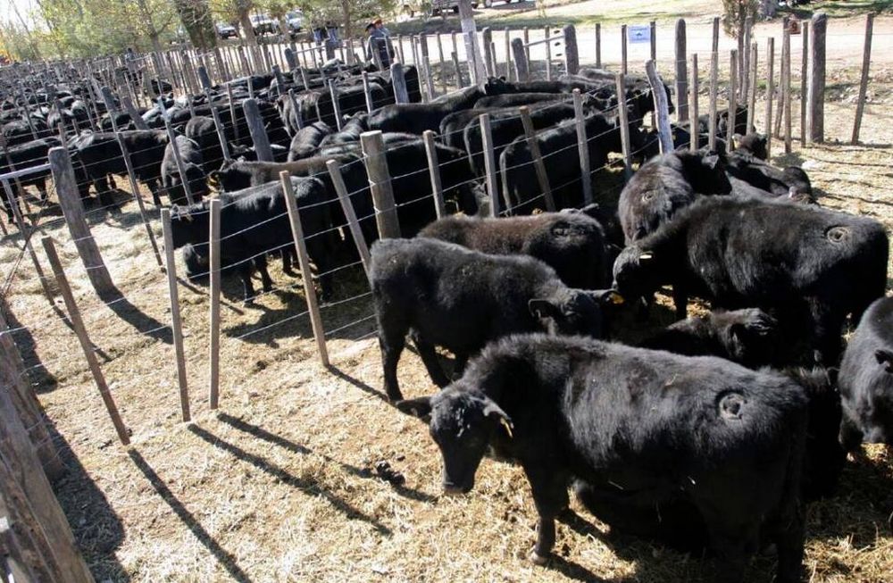 Carne vacuna: un informe de la Fundación Mediterránea analiza qué está pasando con la demanda y los precios