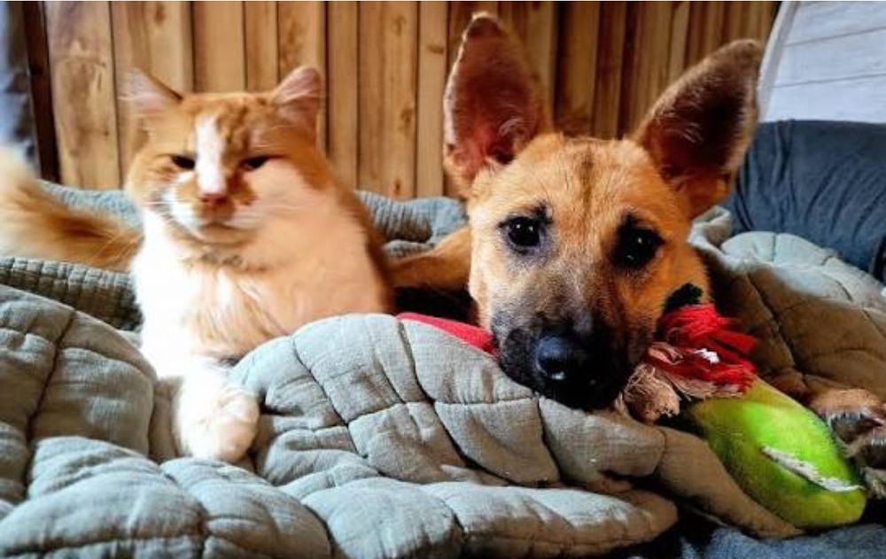 Cada mascota desarrolla una personalidad única influida por su genética.