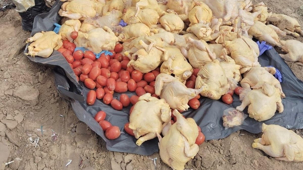 Operativo en Guaymallén: incautan 140 kilos de pollo que eran transportados de forma ilegal