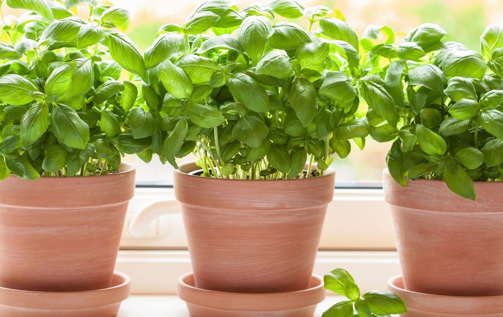 La ubicación y el cuidado de esta planta activan un flujo positivo en casa.