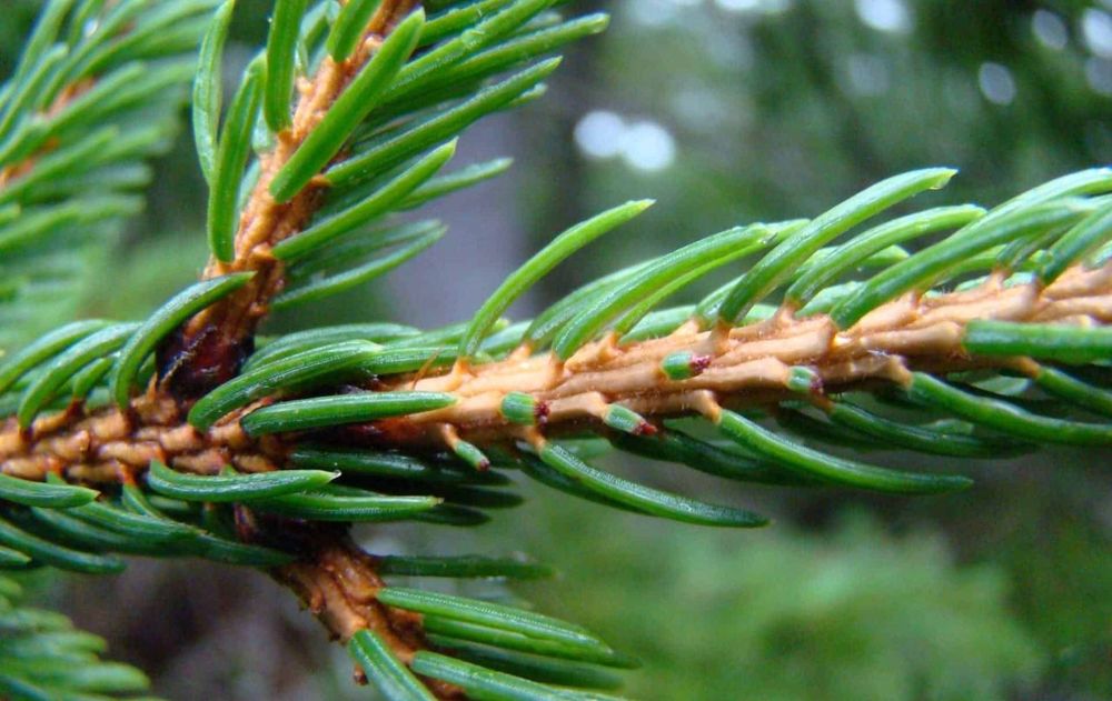 El hallazgo en la hoja de este árbol reveló un proceso biológico oculto que podría cambiar la forma en que se buscan metales como el oro.