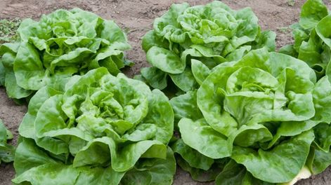 Mendoza sigue atrasando - Por Rodolfo Cavagnaro