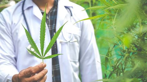 La producción de cannabis medicinal requiere de inversiones millonarias, pero hay mucho mercado y buenos precios de referencia.