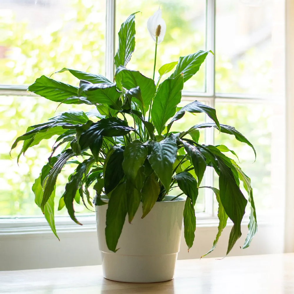 Spathiphyllum o Cuna de Moisés, puede cultivarse en tierra sin problamas y requiere de cuidados mínimos. - Gentileza 