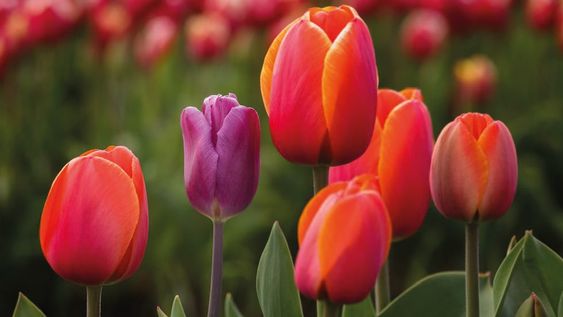 Los secretos del color rojo en el jardín