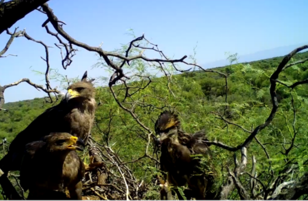 Inédita y emotiva adopción de un pichón de águila coronada en Lavalle