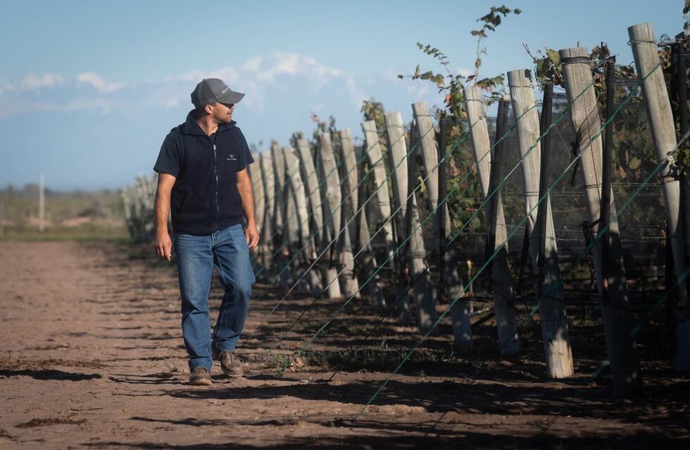 El Malbec se encuentra en los viñedos de todas las provincias vitivinícolas, pero principalmente en Mendoza. Foto: Ignacio Blanco / Los Andes