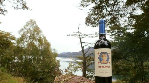 Conocé el varietal Lambrusco Grasparossa, elaborado por Pumalek