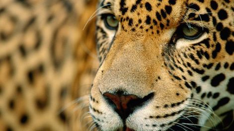 Los Andes | Creció la población de un felino en peligro en el país: el único que vivió en Mendoza y la multimillonaria multa por su caza. Foto: Gentileza Fundación Vida Silvestre Argentina