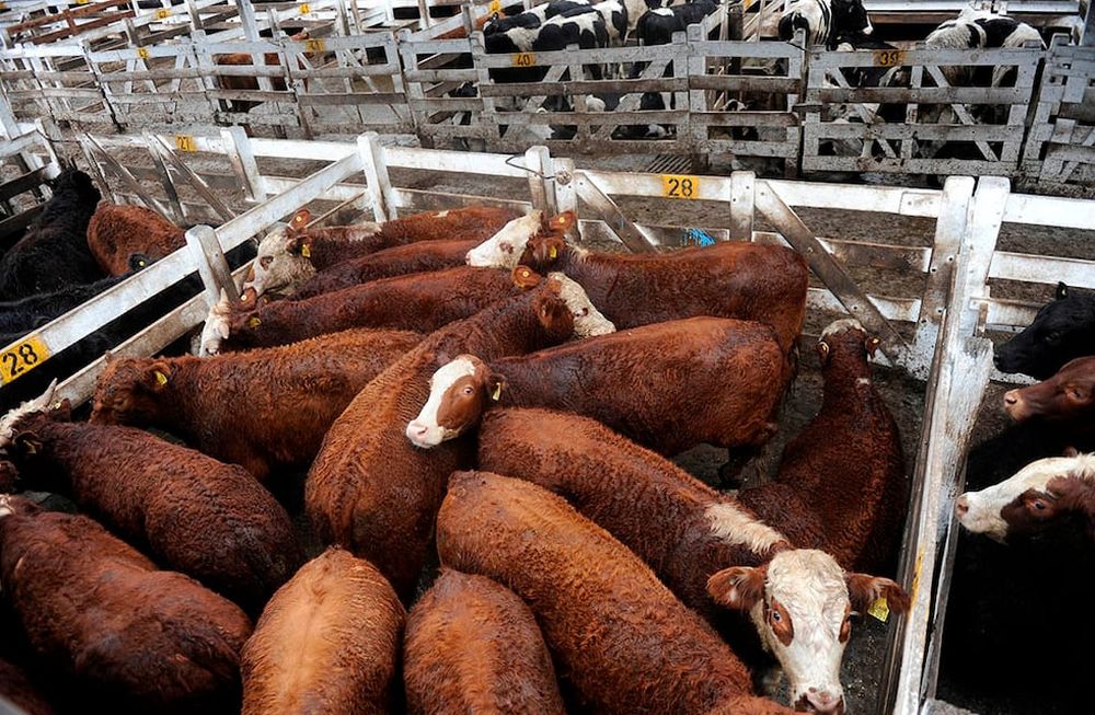 Vacas Ganado (Imagen Ilustrativa)