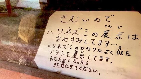 Un zoológico japonés reemplazó a un erizo con un cepillo para cuidar al animal del frío. Foto: Twitter.