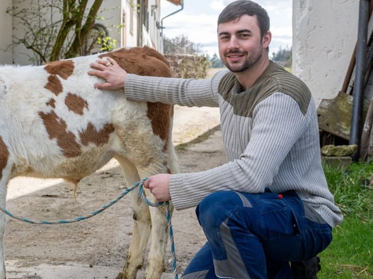 Perdió su anillo de casado en el establo y lo recuperó cuatro meses después en el estómago de una vaca