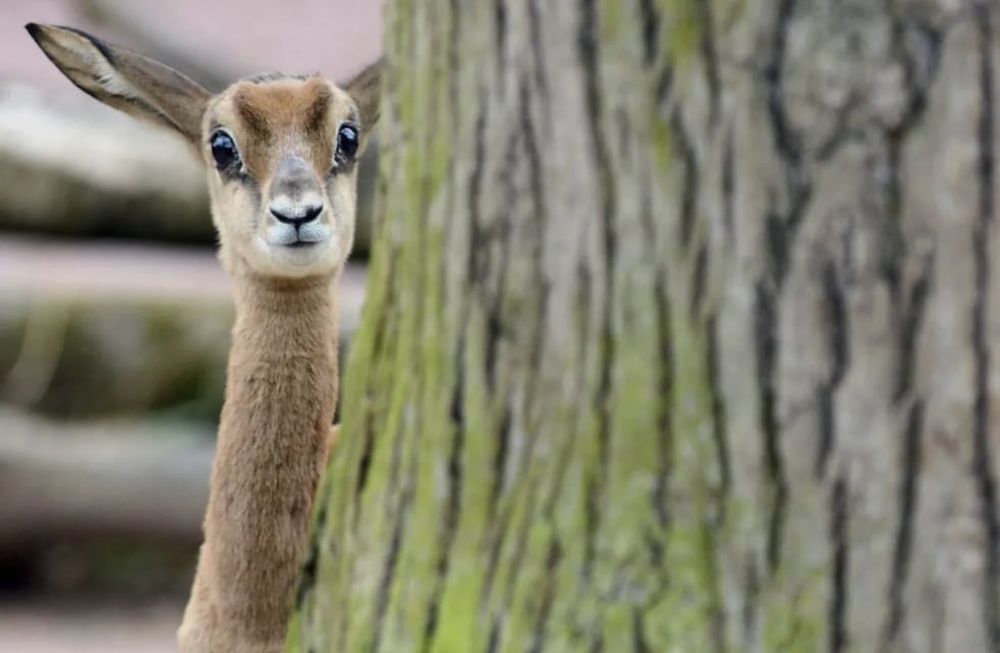 Desde 1970 no hay registros de gacelas de Mhorr en entornos naturales. La especie ha sobrevivido a la extinción gracias a los ejemplares que son preservados en cautividad. Foto: EPA BORIS ROESSLER