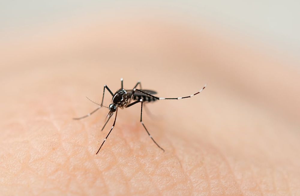 El 26 de agosto es el Día Internacional contra el Dengue, enfermedad que afecta alrededor de 80 millones de personas al año en todo el mundo.