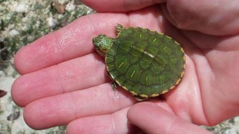 Salió a bailar con amigos y terminó en el hospital con una tortuga muerta en la vagina