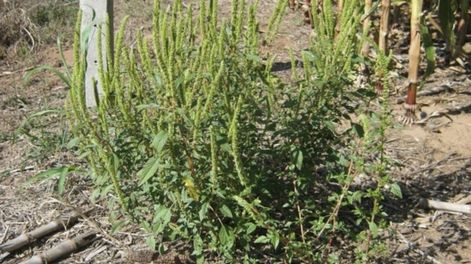 Cómo se puede abordar la resistencia de las malezas a los herbicidas