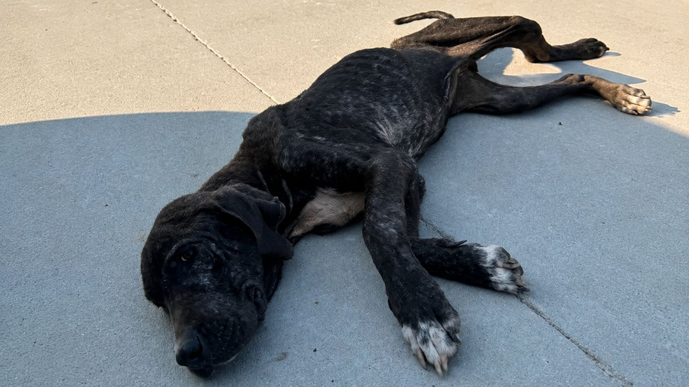 El perro fue encontrado con claras señales de debilidad.&nbsp;