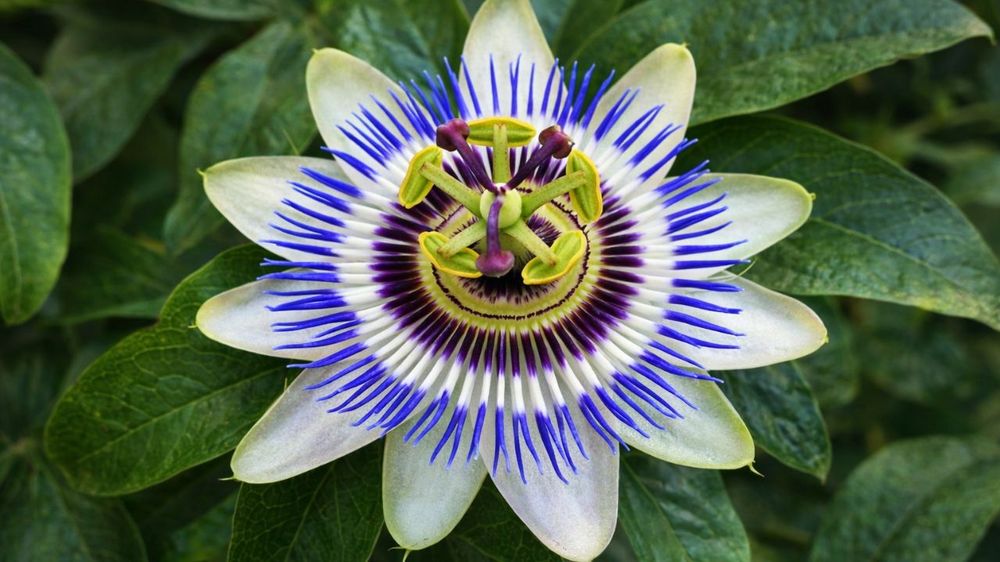 La flor milagrosa que combate el insomnio y mejora la circulación.