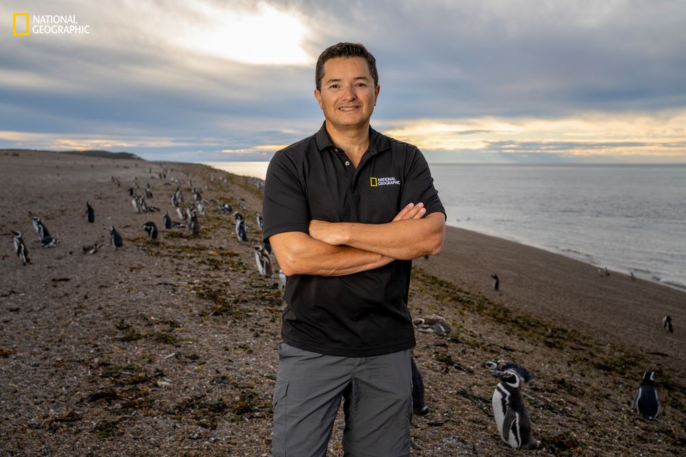 Secretos de los pingüinos: misterios, interrogantes y curiosidades de la especie que conquistó el Hemisferio Sur. Foto: Gentileza National Geographic