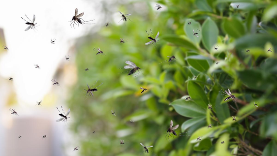 Cuál es la planta que si la tenés en el jardín aleja a todos los mosquitos
