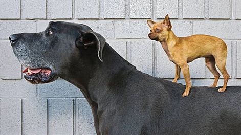 Un gran danés y un chihuahua.