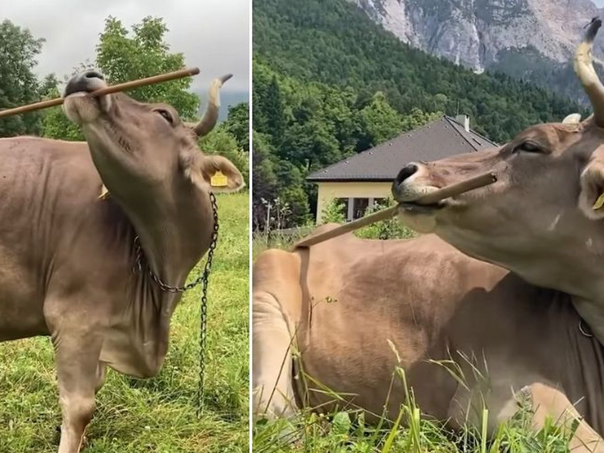 Veronika, la vaca que desarrolló una gran habilidad y replantea a los investigadores a estudiar más sobre la especia bovina.&nbsp;&nbsp;