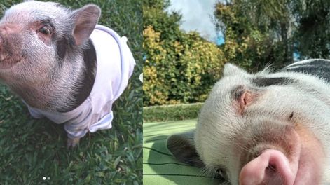 El matrimonio que dio en adopción a Roma le habían creado una cuenta de Instagram donde publicaban todas sus fotos. @the.minipig_roma.