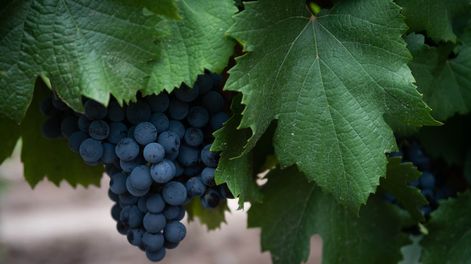 Los Andes | vinedos malbec recimo granos de uva Foto: Archivo / Los Andes