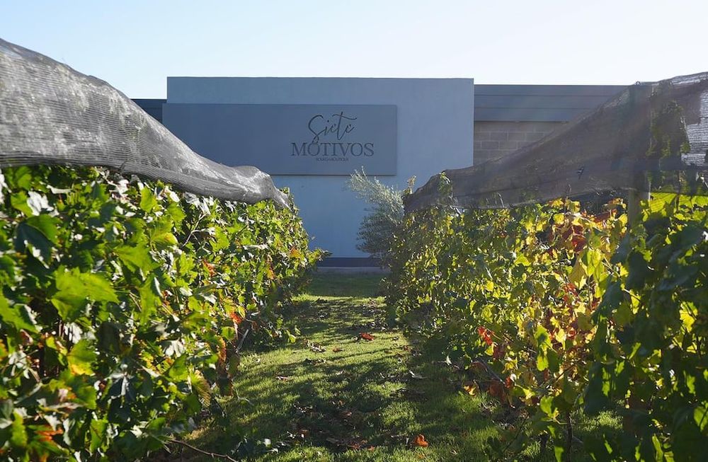 El paño de viña frente a la pared de una pequeña bodega boutique en Palmira cuenta la historia de una vida de trabajo, de casas de inmigrantes, de guerra, de presente, de esperanza.