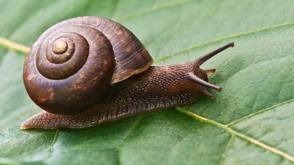De esta forma podes mantener a los caracoles a raya en tu jardín.
