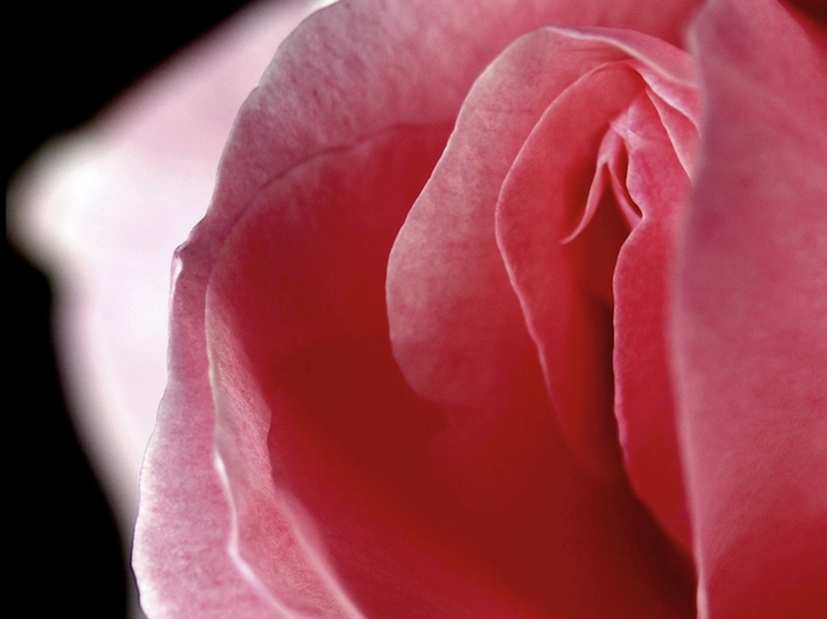 Día de la Vulva | Viasek&nbsp;