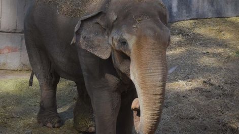 Cuando quien condenó al elefante Tamy a vivir prisionero dijo que era injusto prohibir animales en circos. Foto: Archivo Los Andes.