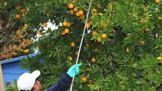 El Iscamen recordó cuáles son las tareas que se deben realizar después de la cosecha, y hasta la próxima primavera, para evitar la proliferación de la mosca del Mediterráneo