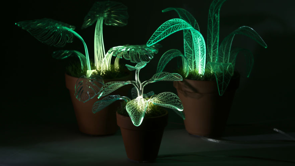 3 plantas que brillan en la oscuridad y son 100% reales.