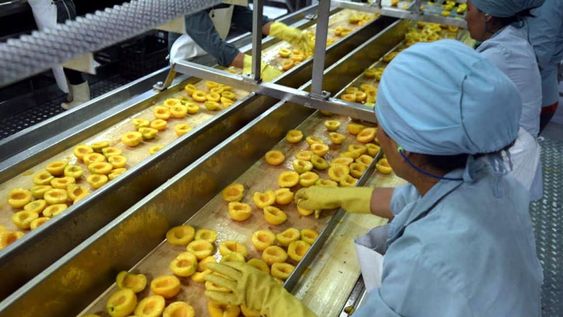 Industriales y productores del durazno apuntan al mercado externo, desde América a Asia. - Archivo / Los Andes