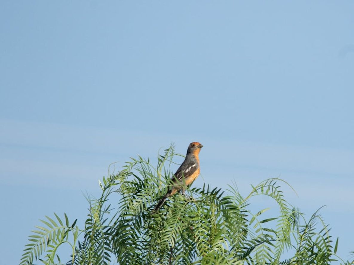 La Ciudad de Mendoza consolida el monitoreo de aves como estrategia de conservación ambiental
