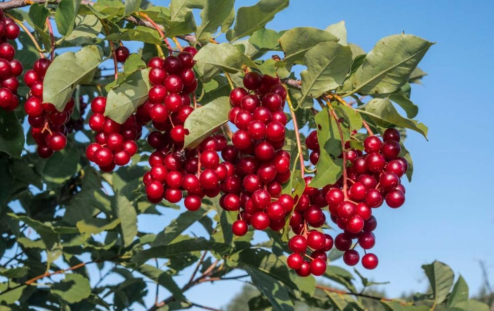 Las frutas de este árbol son exquisitas, pero pocos saben que ayuda a mantener el equilibrio ecológico del entorno durante los meses más cálidos.