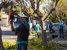 Gestión del arbolado público en Mendoza: mesas técnicas buscan definir cómo aplicar la nueva ley en una crisis que demanda acciones urgentes