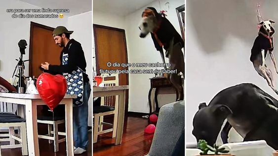 Un globo de helio, un galgo y un pequeño descuido.&nbsp;