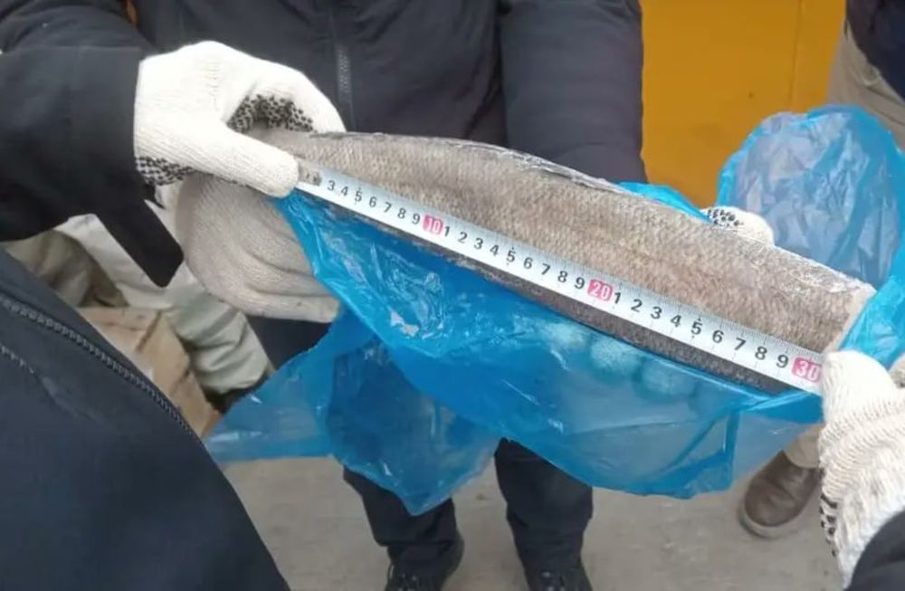 Los ejemplares de merluza negra juveniles (de 20 a 30 centímetros) están protegidos a nivel global, ya que estos peces aún no han desovado y son esenciales para preservar la especie. Foto: Subsecretaría de Pesca