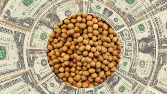 Dólar soja: un subsidio de 1.350 millones de dólares para el sector más productivo de Argentina (Imagen ilustrativa)